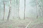 Morgen im Frühling bei Nebel im Wald, Birkenwald, Bayern, Oberbayern, Deutschland