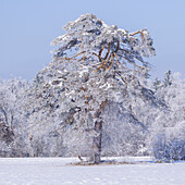  Winter in the Weilheimer Moos, Weilheim, Bavaria, Germany, Europe 
