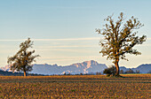  View over a stubble field near Obersöchering to the Wetterstein Mountains, Bavaria, Germany 