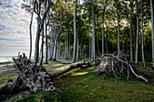 Gespenster Wald bei Nienhagen, Rostock, Ostseeküste, Mecklenburg Vorpommern, Deutschland