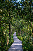  Nature trail at Darsser Ort, nature, Baltic Sea coast, Mecklenburg-Western Pomerania, Germany 