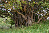 Uralter Laubbaum, Naturschutzgebiet Halbinsel Devin bei Stralsund, Ostseeküste, Mecklenburg-Vorpommern, Deutschland