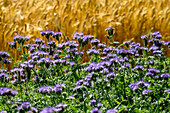  Landscape on the Lebbin Peninsula, Rügen, Baltic Sea Coast, Mecklenburg Western Pomerania Baltic Sea Coast, Mecklenburg Western Pomerania, Germany 