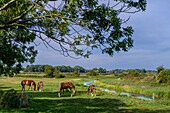 Pferde auf Koppel am Usedomersee, Ostklüne, Usedom, Ostseeküste, Mecklenburg-Vorpommern, Deutschland