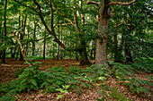Ribnitzer Großes Moor, Dierhäger Moor bei Graal-Müritz, Ostseeküste, Mecklenburg-Vorpommern, Deutschland