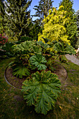 Mammutblatt (Gunnera manicata), Botanischer-Garten Christiansberg bei Luckow, Stettiner Haff, Ostseeküste, Mecklenburg-Vorpommern, Deutschland