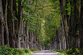  Longest tree avenue on Usedom near Krummin, Usedom, Baltic Sea Coast, Mecklenburg Western Pomerania Baltic Sea Coast, Mecklenburg Western Pomerania, Germany 