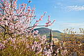  Almond blossom in Birkweiler an der Weinstrasse, Rhineland-Palatinate, Germany 