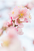  Almond blossom in Gimmeldingen - Neustadt an der Weinstrasse, Rhineland-Palatinate, Germany 