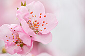 Mandelblüte (Prunus dulcis) in Gimmeldingen, Neustadt an der Weinstraße, Rheinland-Pfalz, Deutschland