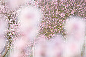  Almond blossom in Gimmeldingen - Neustadt an der Weinstrasse, Rhineland-Palatinate, Germany 