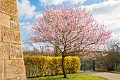 Mandelblüte am Geilweilerhof, Siebeldingen, Rheinland-Pfalz, Deutschland