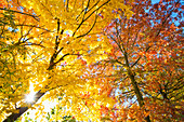 Herbstlich gefärbte Bäume an der Deutschen Weinstraße, Weyher, Rheinland-Pfalz, Deutschland