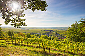 Blick über die Weinberge auf die Rheinebene, Leinsweiler, Rheinland-Pfalz, Deutschland