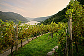  Mountainous vineyards near Spitz an der Donau, UNESCO World Heritage Site &quot;Wachau Cultural Landscape&quot;, Lower Austria, Austria, Europe 