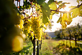  White wine vines in the backlight, UNESCO World Heritage Site &quot;Wachau Cultural Landscape&quot;, Wälderimerberg, Spitz an der Donau, Lower Austria, Austria, Europe 