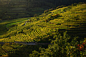 Streiflicht auf felsige Weingärten, UNESCO Welterbe "Kulturlandschaft Wachau", Weißenkirchen in der Wachau, Niederösterreich, Österreich, Europa