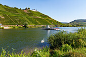  Ferry crosses the Moselle near Pünderich, Rhineland-Palatinate, Germany 