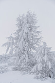 verschneite Bäume am Grödner Joch, Passo Gardena, Südtirol, Alto Adige, Italien