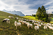 Schafe, Buckelwiesen, Krün, Wettersteingebirge, Mittenwald, Bayern, Deutschland