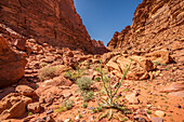 Distel in Wüstenlandschaft in Wadi Rum, Jordanien