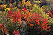 Wald, bunte Herbstfärbung der Bäume im Herbst, Quebec, Kanada