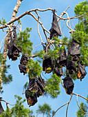  Fruit bats (Pteropus sp.), sleeping in tree, Morobe Province, Papua New Guinea 