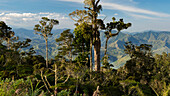 Bergregenwald, Eastern Highlands, Papua Neuguinea