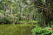 Regenwald, Varirata Nationalpark, Papua Neuguinea