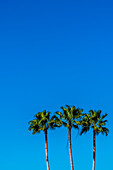  Palm trees, beach, Fort Myers Beach, Florida, USA 