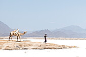 Kamel und Hirte wandern entlang der Salzpfannen am Assalsee, in der Nähe von Arta, Dschibuti, Naher Osten