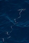  Flying fish seen from the bow of the expedition cruise ship SH Diana (Swan Hellenic), at sea, near Yemen, Middle East 