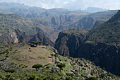  View of Socotra dragon&#39;s blood trees (Dracaena cinnabari) on the Diksam Plateau with Wadi Dirhur Canyon behind, Gallaba, Socotra Island, Yemen, Middle East 