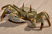  Detailed shot of a crab on the beach, Bijoutier Island, Alphonse Group, Outer Seychelles, Seychelles, Indian Ocean 