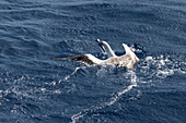 Rotfußtölpel (Sula sula) fängt fliegende Fische im Meer, in der Nähe der Seychellen, Indischer Ozean