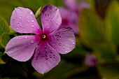 Blüte des Madagaskar-Immergrün (Catharanthus roseus) mit Regentropfen auf Blütenblättern, Aldabra Atoll, Äußere Seychellen, Seychellen, Indischer Ozean