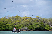  Excursion by motorized Zodiac inflatable boat from the expedition cruise ship SH Diana (Swan Hellenic) through the lagoon and along mangroves full of bird species, Aldabra Atoll, Outer Seychelles, Seychelles, Indian Ocean 