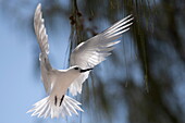  White Tern (Gygis alba) with wings spread, Assumption Island, Outer Islands, Seychelles, Indian Ocean 