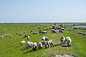 Schafsherde auf Deich bei Greetsiel, Krummhörn, Ostfriesland, Niedersachsen, Deutschland