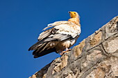  Egyptian Vulture (Neophron percnopterus) on a stone wall in village on the Diksam Plateau, Gallaba, Socotra Island, Yemen, Middle East 