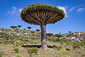 Sokotra-Drachenblutbäume (Dracaena cinnabari) auf dem Diksam-Plateau, Gallaba, Insel Sokotra, Jemen, Golf von Aden, Ostafrika