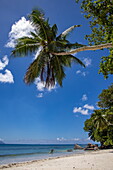 Kokospalme und Strand Beau Vallon Beach, Beau Vallon Bay, Insel Mahé, Hauptinsel, Seychellen, Indischer Ozean, Ostafrika
