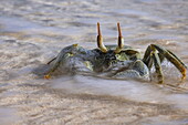  Detailed shot of a crab with a splashing wave on the beach of Bijoutier Island, Bijoutier Island, Alphonse Group, Outer Seychelles, Seychelles, Indian Ocean 