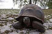  Aldabra giant tortoise (Aldabrachelys gigantea) walking along the beach, Aldabra Atoll, Outer Seychelles, Seychelles, Indian Ocean 