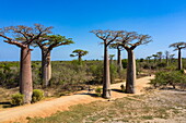 Strasse Nr. 8 mit Baobabs Grandidier-Affenbrotbäume (Adansonia grandidieri), zwischen Morondava und Belon'i Tsiribihina, bei Morondava, Menabe, Madagaskar, Indischer Ozean