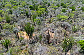  Aerial view of baobab trees in Spiny Forest in Reniala Nature Reserve, Toliary II, Atsimo-Andrefana, Madagascar, Indian Ocean 