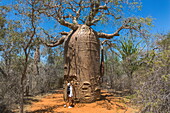 Frau vor einem Affenbrotbaum Fony Baobab (Adansonia rubrostipa) im Naturschutzgebiet Reniala, Toliara II, Atsimo-Andrefana, Madagaskar, Indischer Ozean
