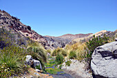Chile; Nordchile; Region Arica y Parinacota; auf den alten Inkawegen im Hinterland von Putre; entlang der Jurase Schlucht