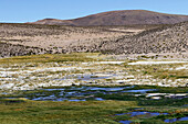 Chile; Nordchile; Region Arica y Parinacota; an der Grenze zu Bolivien; Lauca Nationalpark; salzverkrustete Auenlandschaft; Bofedal Wiesen; karg bewachsene Hügel