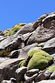 Chile; Nordchile; Region Arica y Parinacota; an der Grenze zu Bolivien; Lauca Nationalpark; mit Yareta bedeckte Felsen; typische Flora der Anden